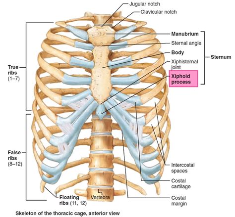 Diagram Of Sternum Anatomy Bones Xiphoid Process Anatomy Images And