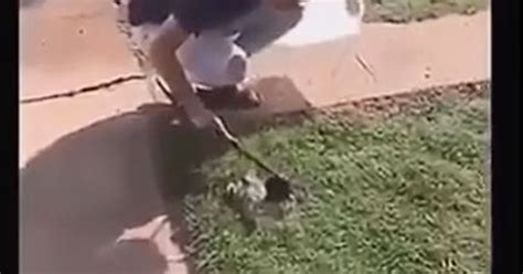 Wichita Falls PD: Teens charged with animal cruelty for killing kitten
