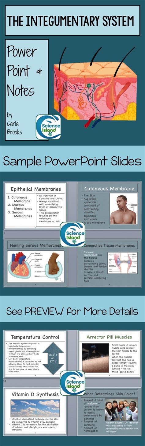 Integumentary System Powerpoint Lesson And Notes Skin Power Point