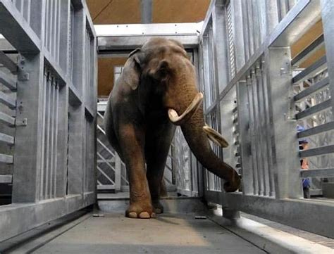 Bigness and weight of the elephants – Upali.ch