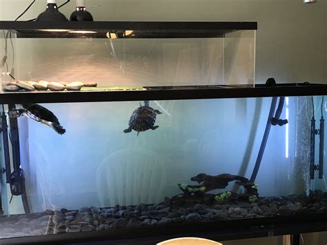 New Turtle Tank Setup Turtle Tank Turtle Aquarium Turtle Tank Setup