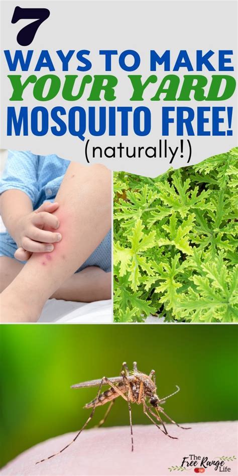 Lesson What To Spray On Tropical Plants To Prevent Mosquitoes Ideas