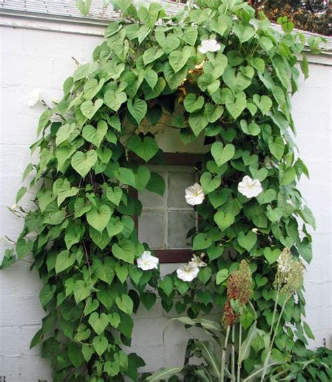 Check spelling or type a new query. These Gorgeous Flowering Vines Add Vertical Color to Your ...
