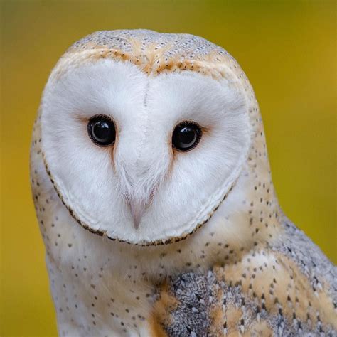They have some extraordinary specially adapted characteristics to help them hunt for food at night, such as incredibly sensitive hearing and the ability to see movement. Beautiful Barn owl. | Barn owl, Owl pet, Owl photos