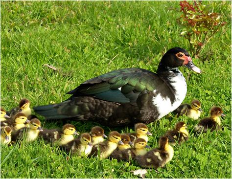 Gambar : alam, rumput, margasatwa, paruh, fauna, aves, bebek, bertulang