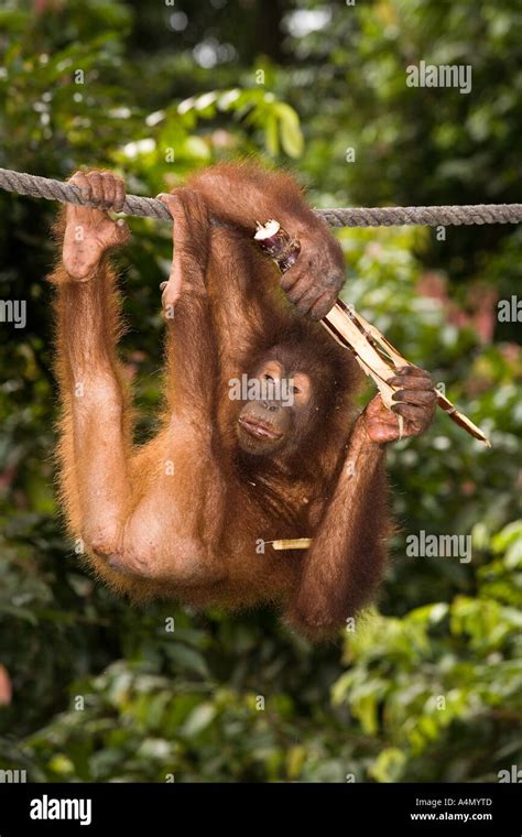 Primates Young Orang Utang Pongo Pygmaeus Hanging From Rope Stock Photo
