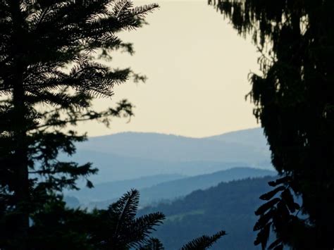 Backlit Conifer Evening Evergreen Fog Landscape Photos In  Format