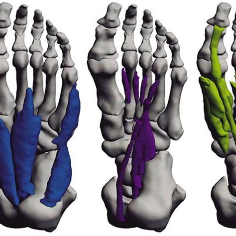 Surface Models Showing The Dorsum Of Foot And The Four Layers Of The