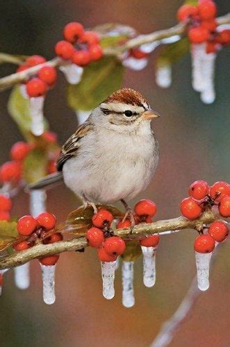 The Most Common Birds Of North America Birds And Blooms