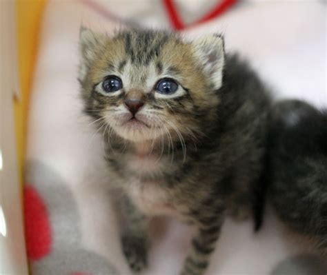 Two Rescued Tabby Kittens Love Meow