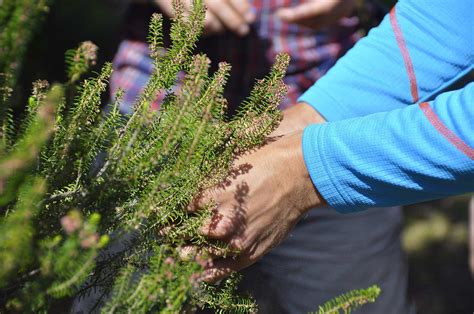 Pollen Season Is Getting Longer And More Intense With Climate Change