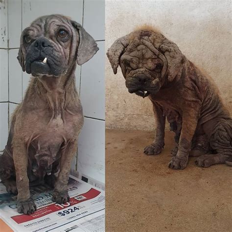 Perrita Pug Se Recupera Del Brutal Maltrato Animal Con El Apoyo De Los