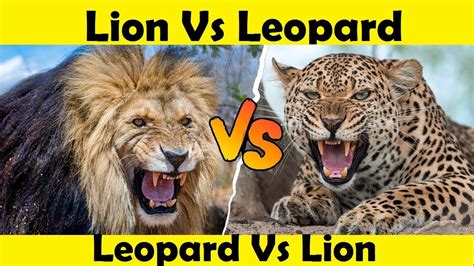 Leopard Vs Lion Lion Attack Leopard Youtube