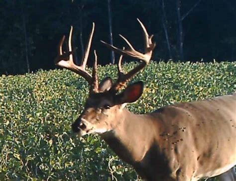 Vermonts Biggest Buck In 26 Years Big Deer