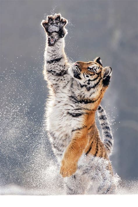 Awe Inspiring Images Of Tiger Playing In The Snow Storytrender Big