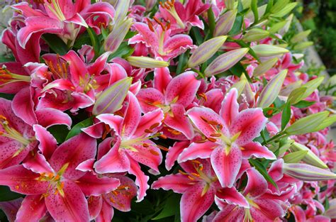 Pink Lilies Hd Wallpaper Background Image 2048x1356 Id702186