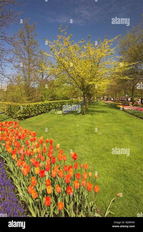 Flowery Field Of Different Kinds Of Flowers In Spring In The Exhibition