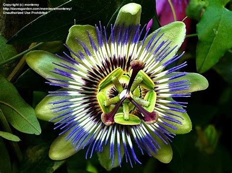 Plantfiles Pictures Blue Passion Flower Hardy Passion Flower