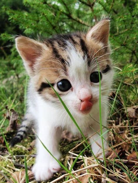 Voir plus d'idées sur le thème animaux mignons, chats adorables, animaux. Les 313 meilleures images du tableau Trop chou sur ...