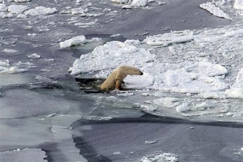 Exhausted Polar Bears Cling To Life On Thawing Ice As They Face