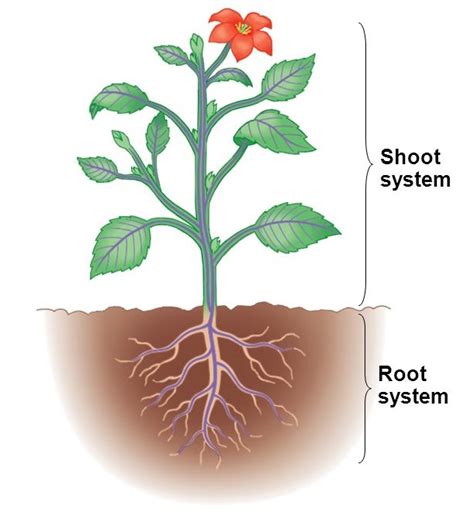 Shoot System And Root System Barebonestory