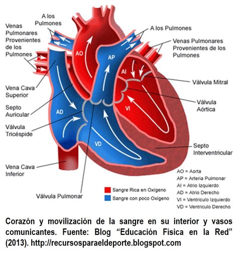 Anatomia Y Fisiologia Del Corazon Kulturaupice