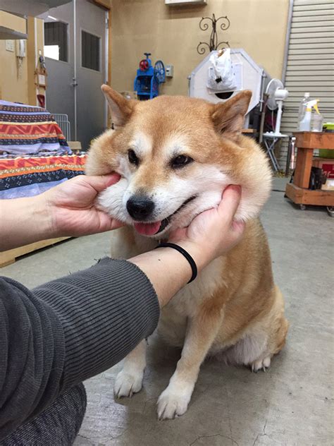 Squishy Dog Cheeks That Are Impossible To Resist Squishing Laptrinhx