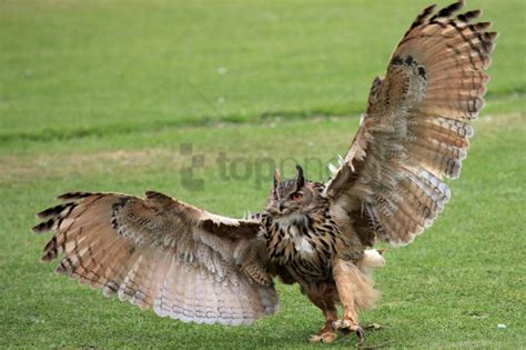 Claws Grass Owl Paws Wings Wingspan Wallpaper Background Best Stock