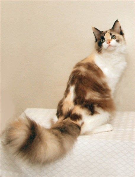 Natural Mink And White Tortie Ragamuffin Pretty Cats Beautiful Cats