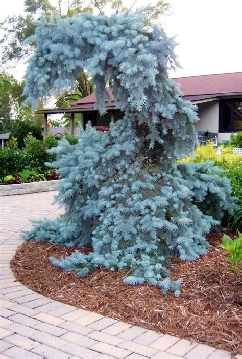 Weeping Blue Spruce Dannaher Landscaping This Would Be Beautiful In