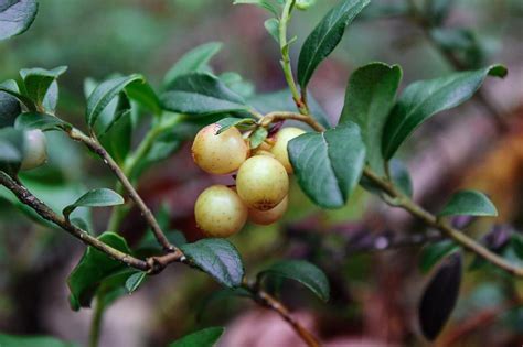 Yellow Berries On A Branch Free Image Download