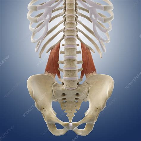 Lower Back Anatomy Muscle