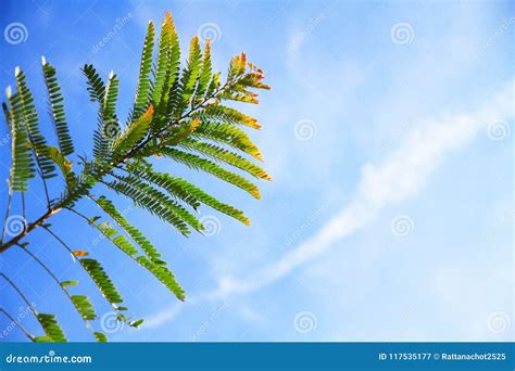 Green Leaf On Blue Sky Background Stock Image Image Of Color Forest