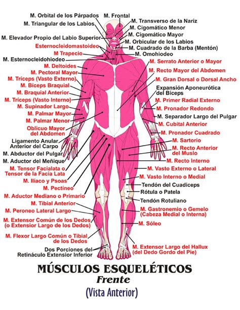 Principales Musculos Imagui