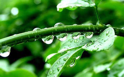 Nature Plants Green Leaves Water Drops Sparkle Light Reflection Trees