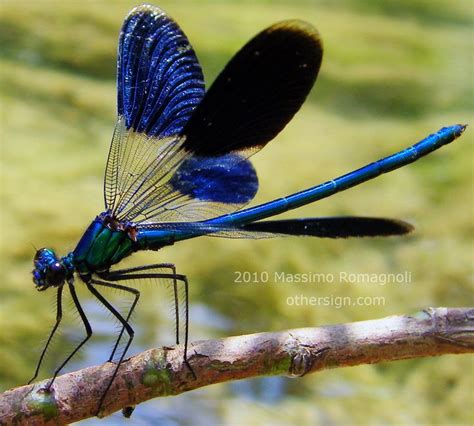 35 Best Dragonflies Images On Pinterest Dragon Flies Dragonflies And