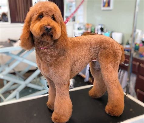 22 Adorable Goldendoodle Haircuts To Try On Your Curly Haired Pet K9 Web