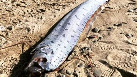 Rare Fish Sighting In Japan Sparks Fears Of Impending Earthquake News