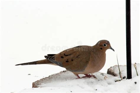 Close Up Of A A Mourning Dove Sitting On The Snowy Ground Stock Photo