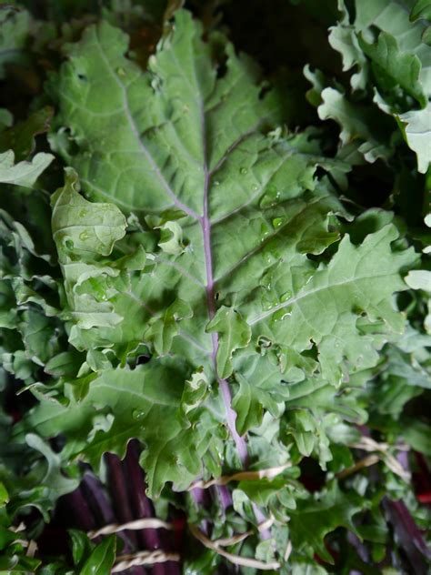 Crop Talk Growing Bountiful Kale At Good Heart Farmstead High Mowing
