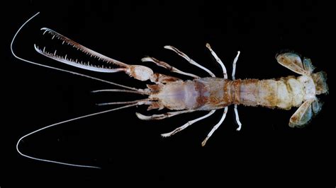 Chainsaw Lobster Among New Deep Sea Species Found In Java Sea