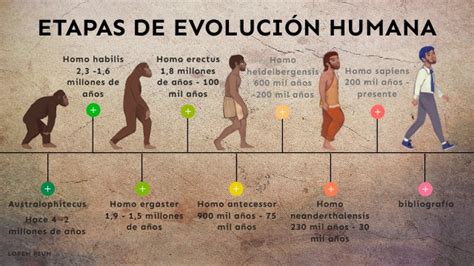 Etapas De Evoluci N Humana