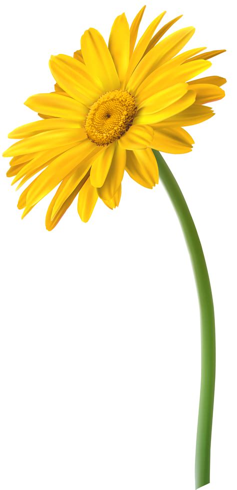 Yellow Gerbera Flower Png Clip Art Image Gallery