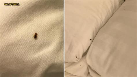 Bedbugs Take Over Texas Hotel Bedroom In Skin Crawling Photos There