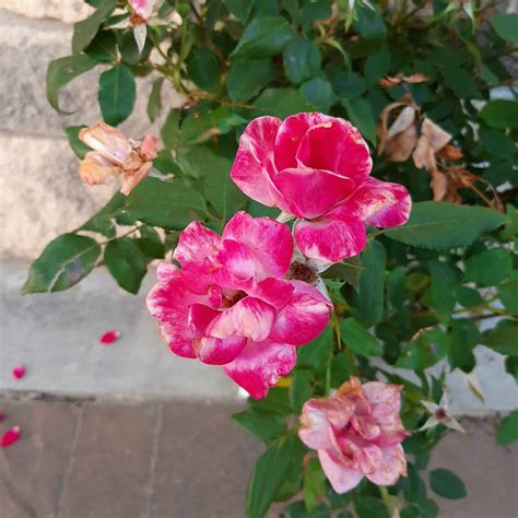 Pink Double Knockout Rose 2 Gallon Container Grimms Gardens