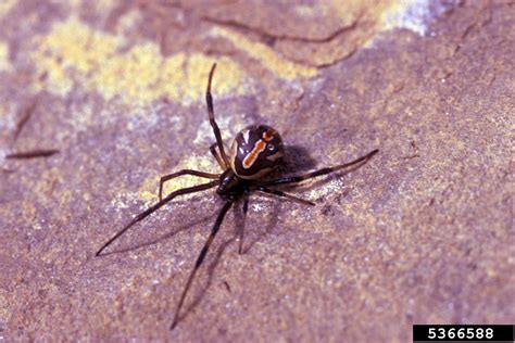 Black Widow Spider Latrodectus Mactans
