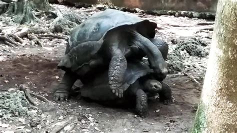 Tortoise Having Sex Youtube
