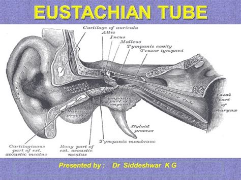 Eustachian Valve Anatomy