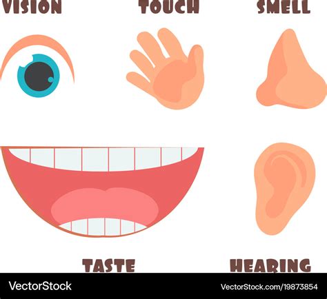 Cartoon Sensory Senses Organs Eyes Vision Nose Smell