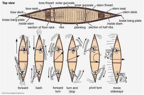 Major The Elements Of A Canoe And Base The Strokes Necessary For